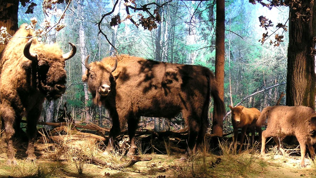 ZAPRASZAMY NA WYCIECZKĘ DO BIAŁOWIEŻY I HAJNÓWKI